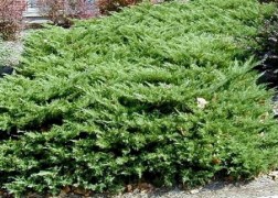 Juniperus media Pfitzeriana Compacta / Terülő boróka